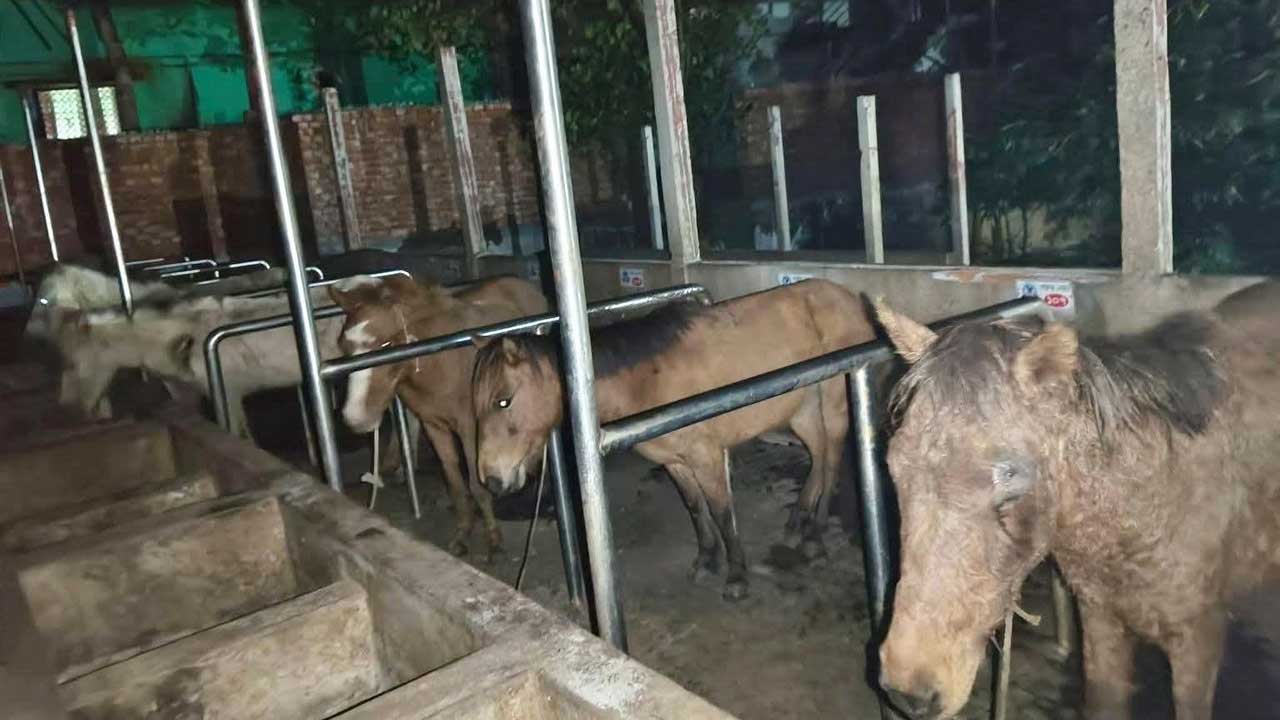 পরিত্যক্ত খামারে হতো জবাই, পুলিশের অভিযানে উদ্ধার বিপুল পরিমাণ মাংস ও ১১টি জীবিত ঘোড়া